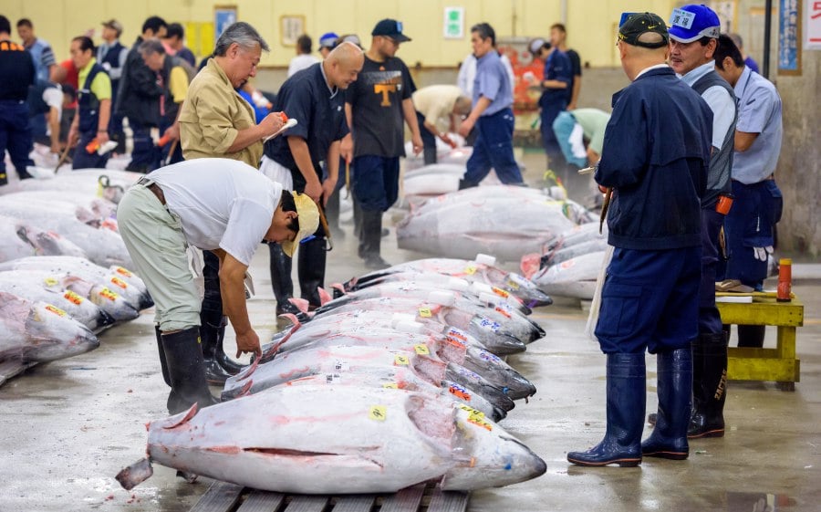 ภาพการประมูลในตลาดปลาของญี่ปุ่น